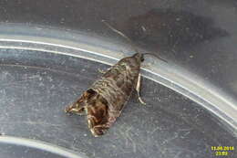 Image of codling moth