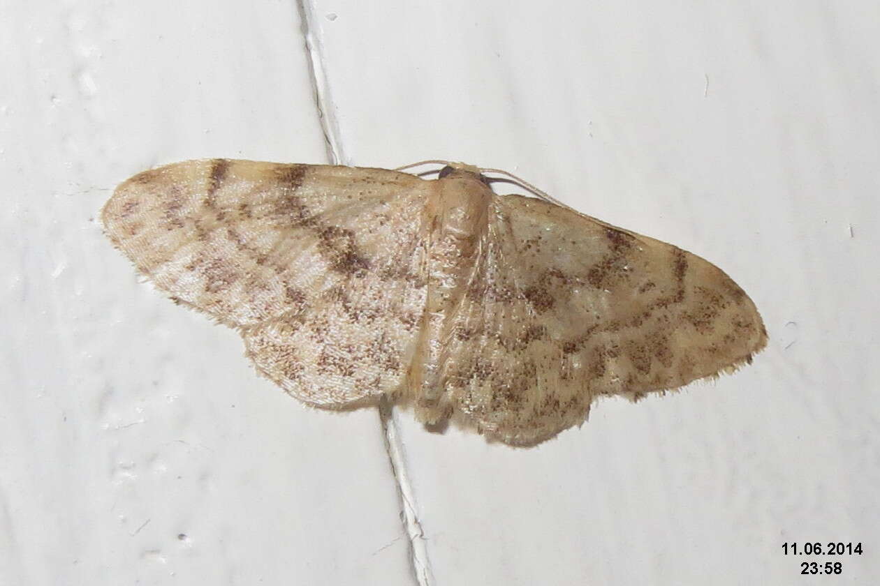 صورة Idaea inquinata Scopoli 1763