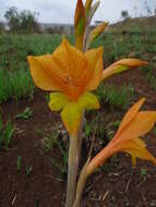 Image of Gladiolus aurantiacus Klatt