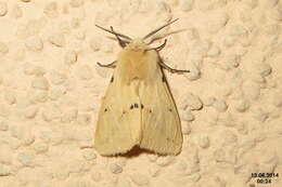 Spilosoma lutea Hüfnagel 1766 resmi