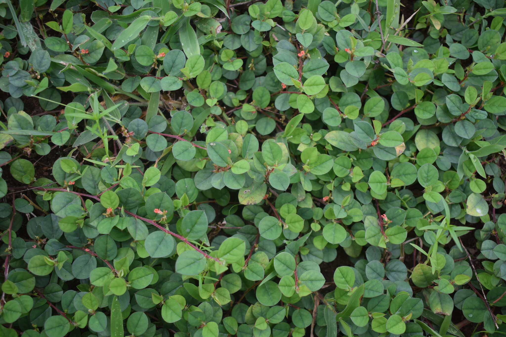 Imagem de Indigofera nummulariifolia (L.) Alston