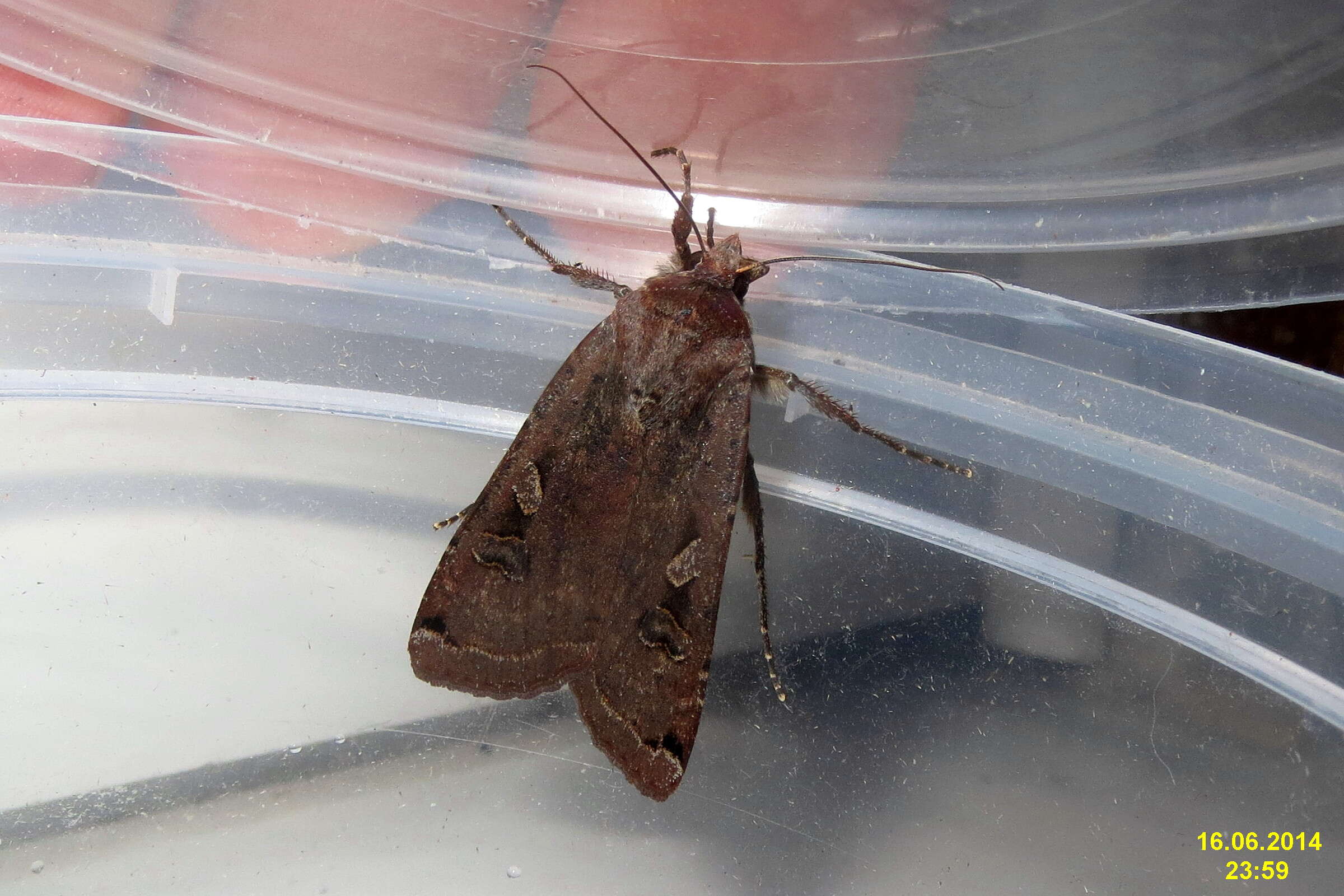 Image of Large Yellow Underwing