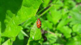 Image of Spotted asparagus beetle