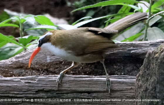 Слика од Pomatorhinus ochraceiceps Walden 1873