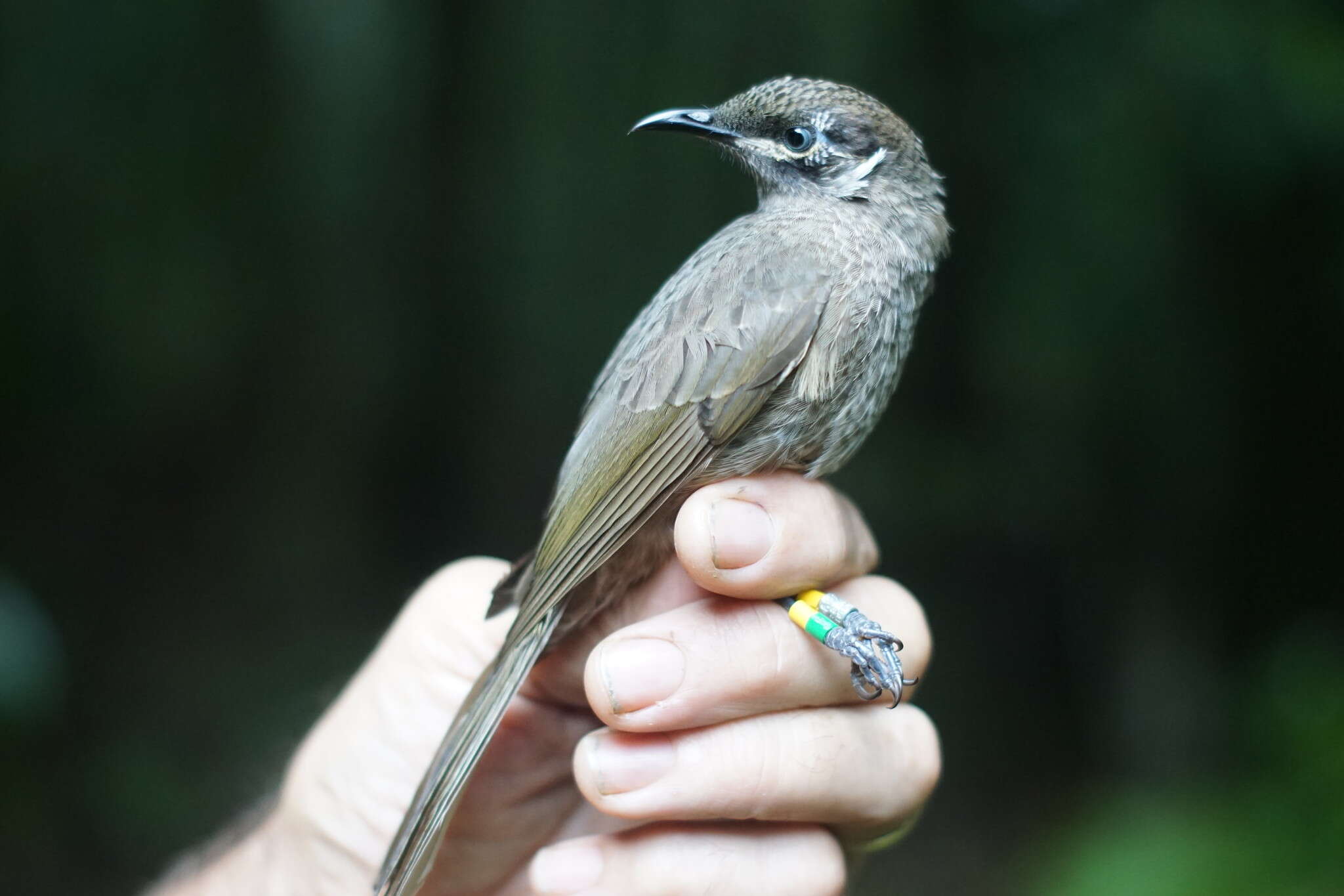 Image of Eungella Honeyeater