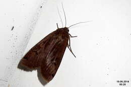 Image of Large Yellow Underwing