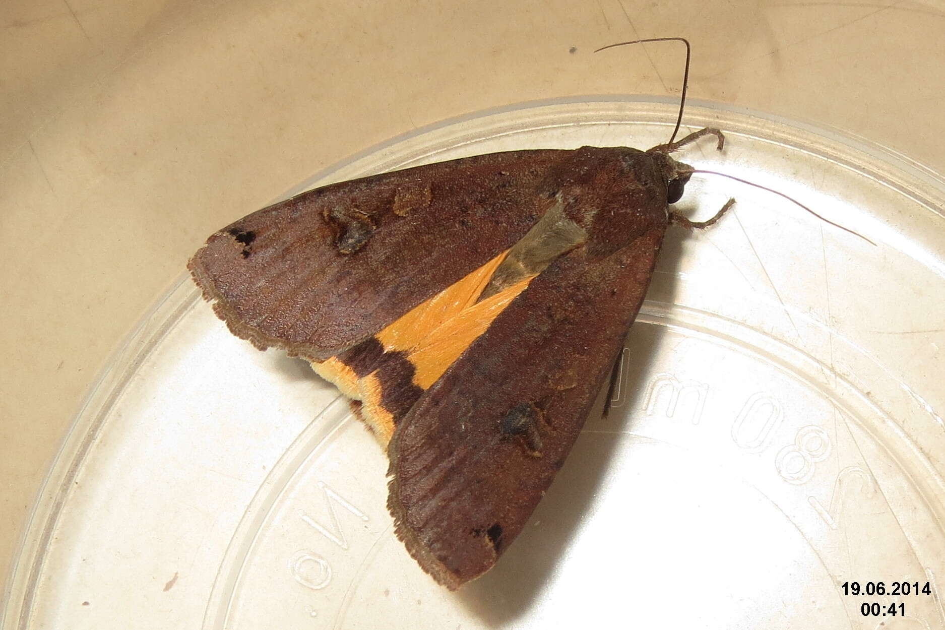 Image of Large Yellow Underwing