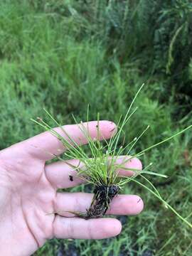 Image of Pale Spike Rush