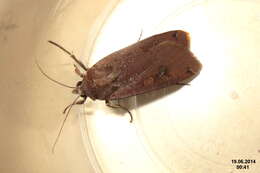 Image of Large Yellow Underwing