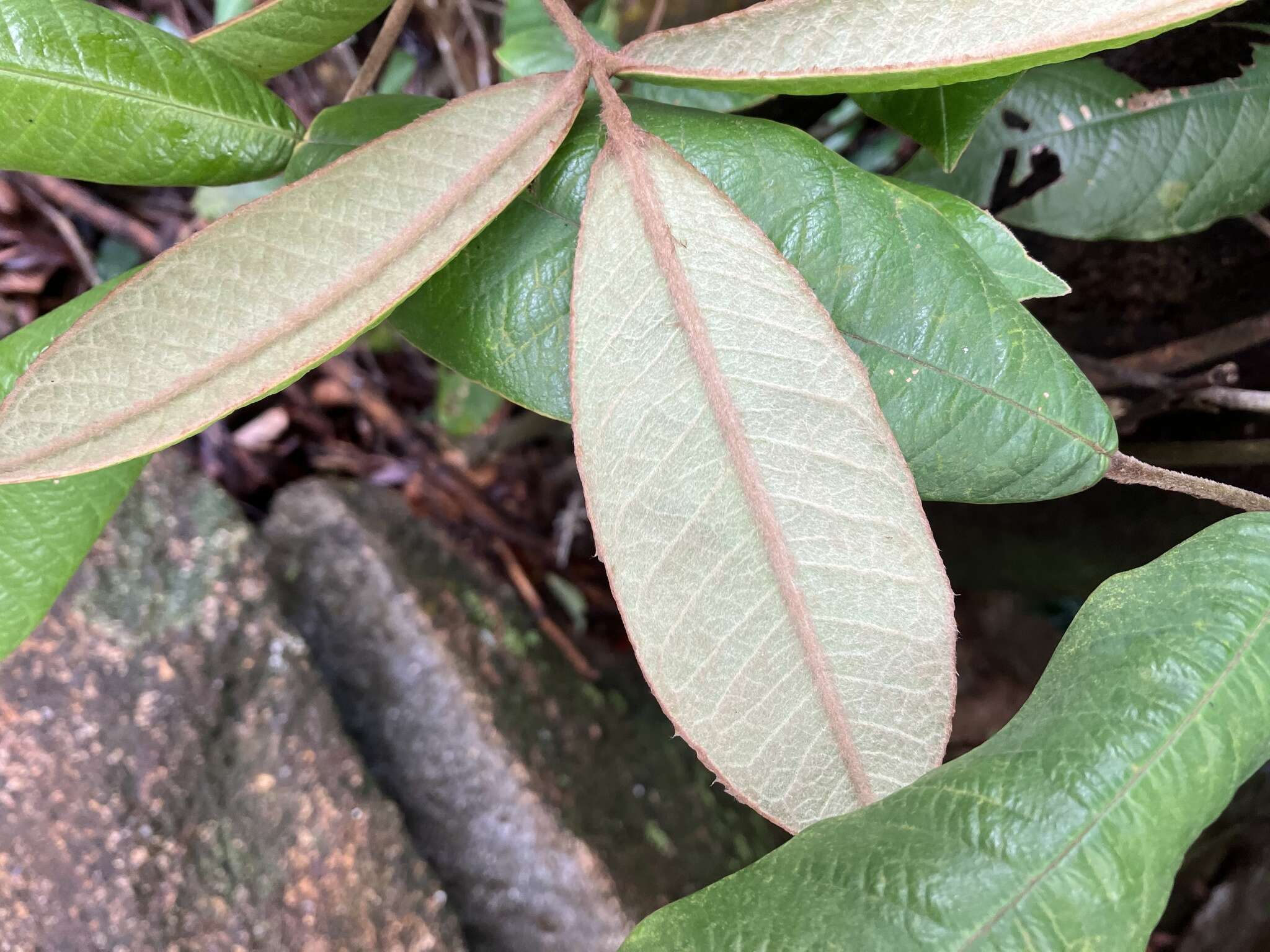 Image de Ormosia pachycarpa Benth.