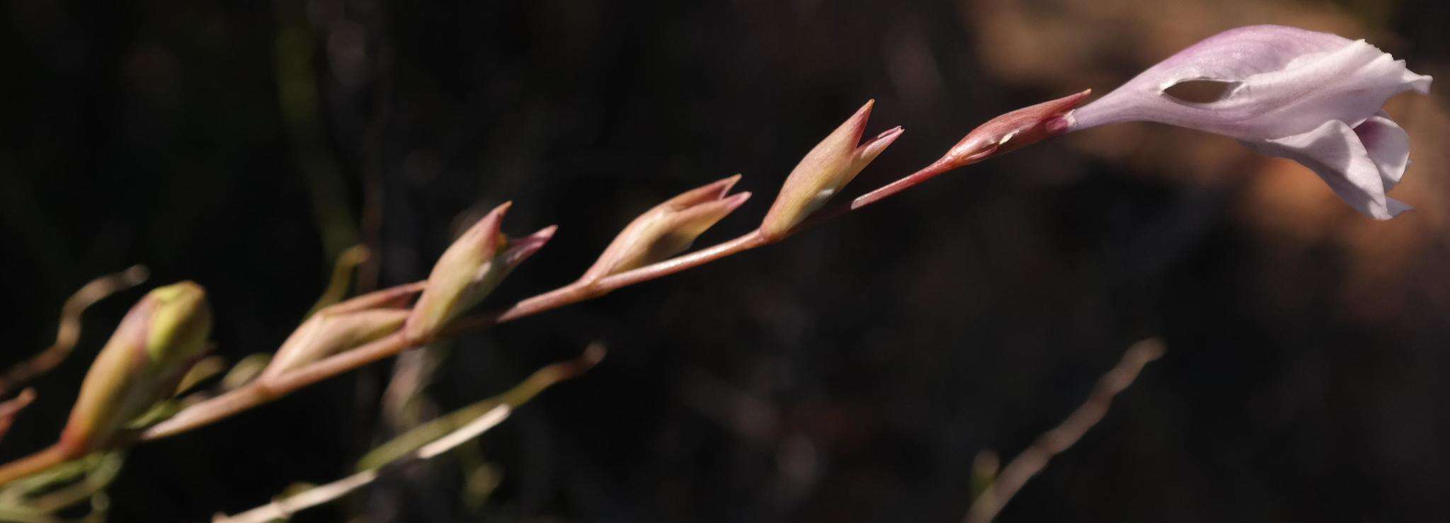 Plancia ëd Gladiolus kamiesbergensis G. J. Lewis