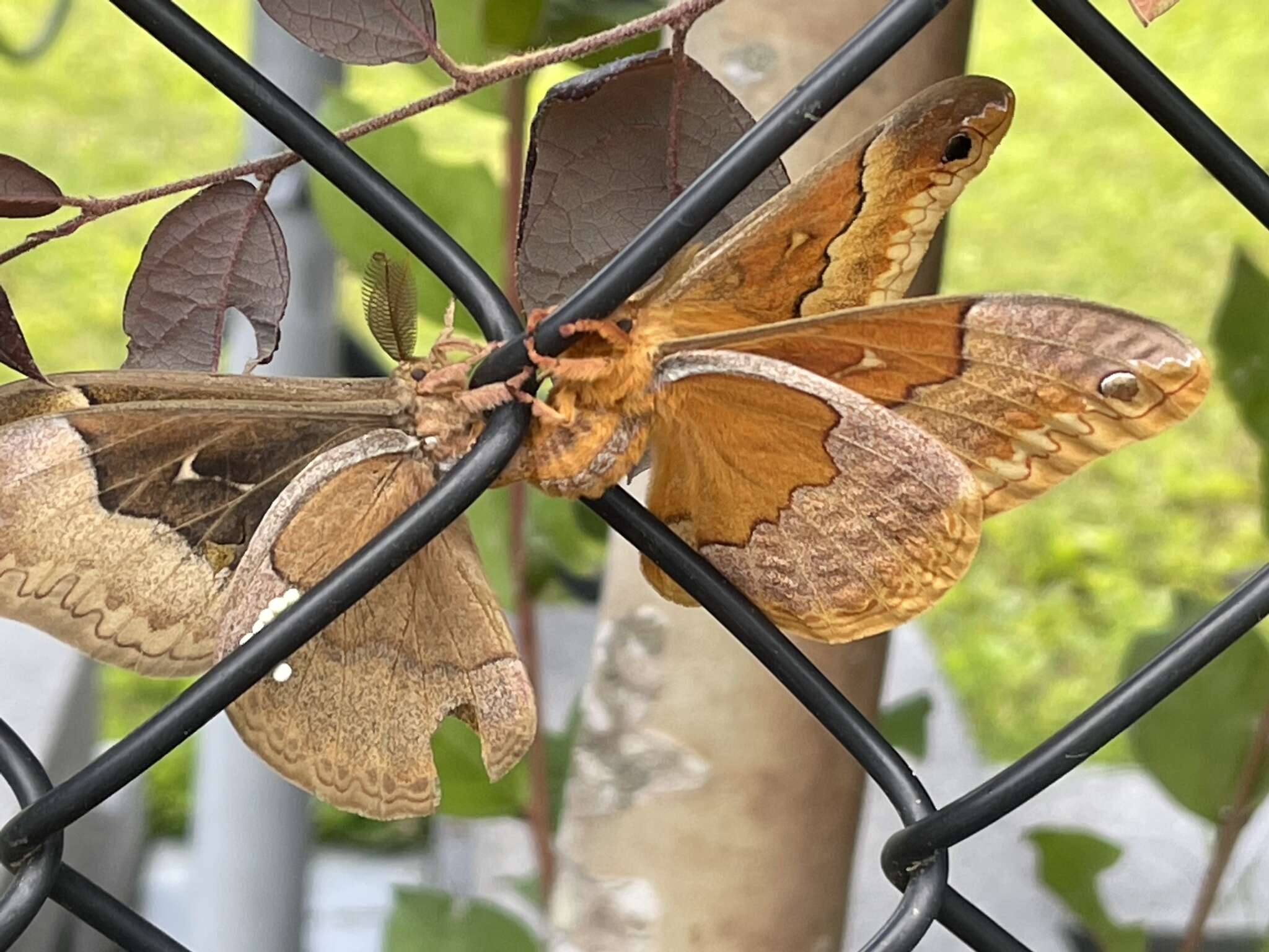 Image of Sweetbay Silk Moth