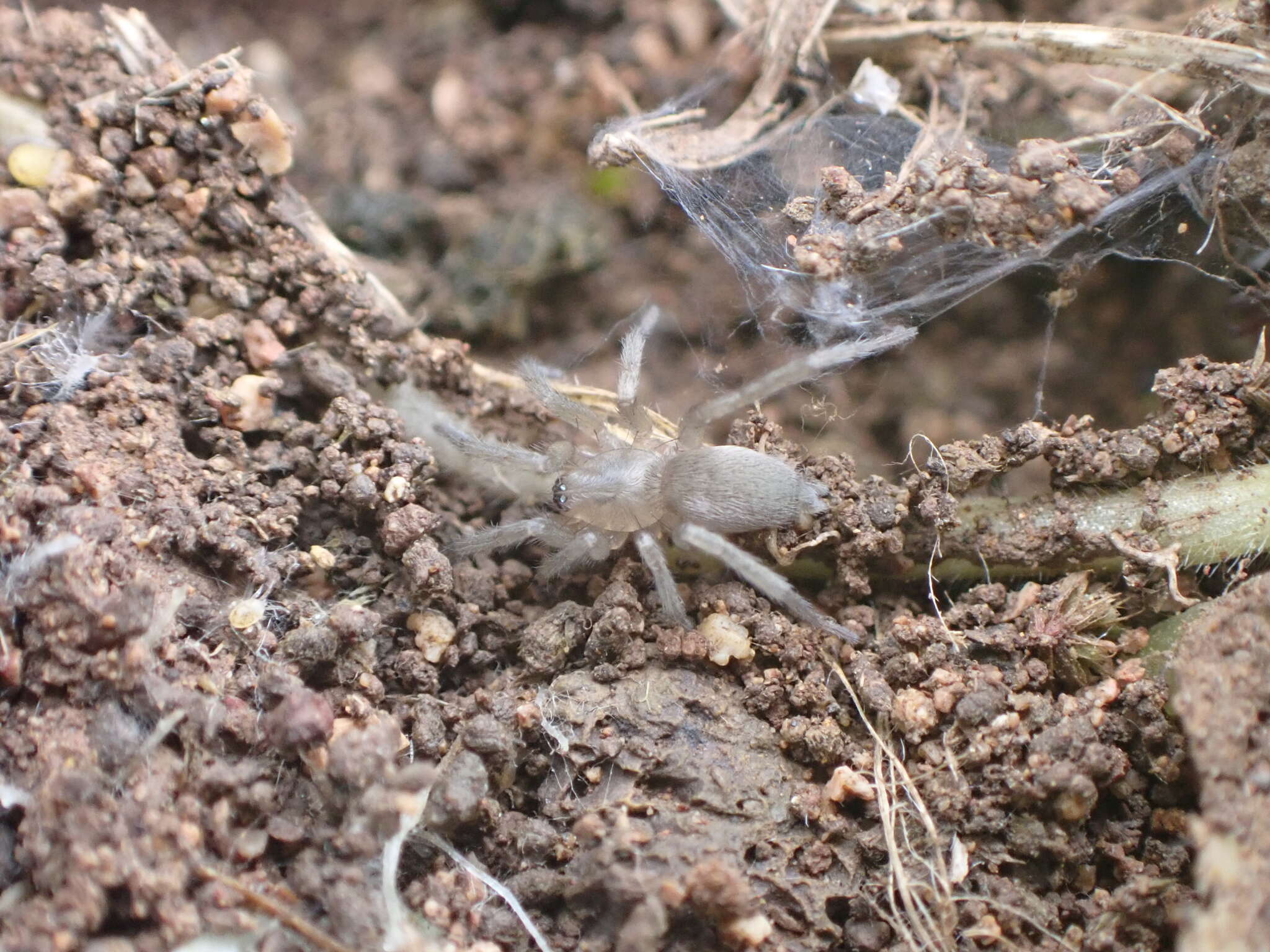 صورة Leptodrassex hylaestomachi (Berland 1934)