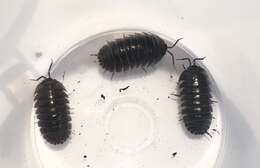 Image of Southern Pill Woodlouse