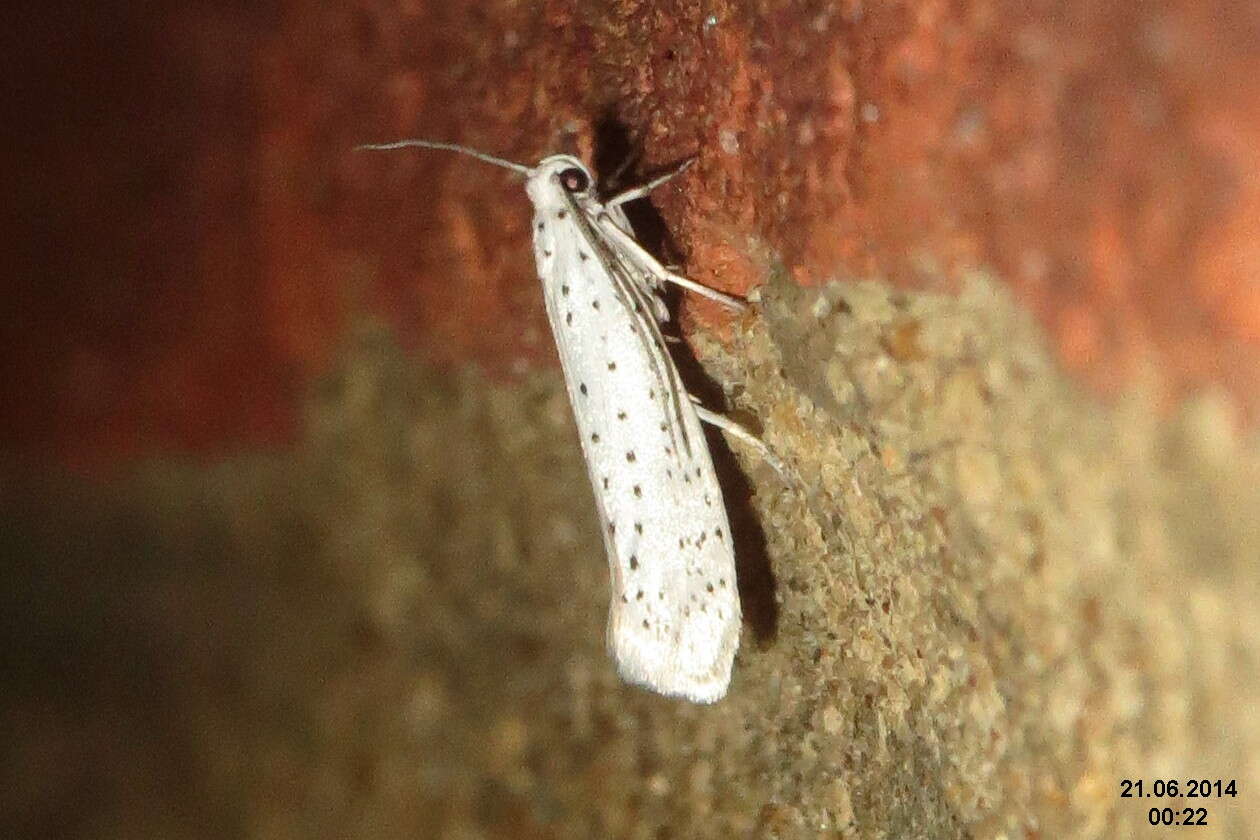 Image of Bird-cherry Ermine