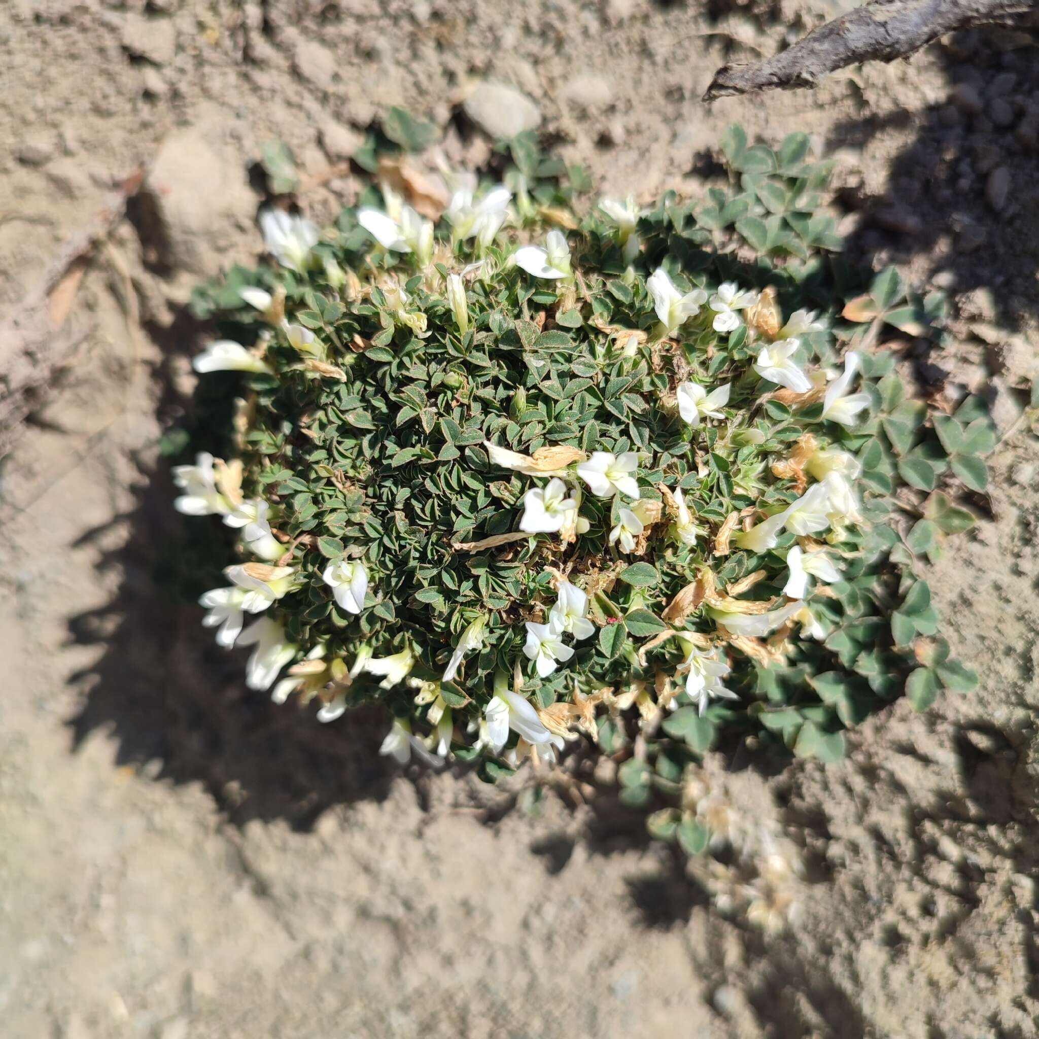 Image of oneflower clover