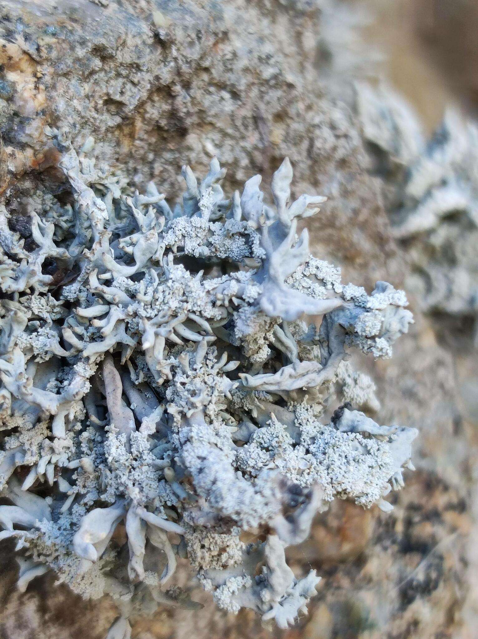 Image of roccella lichen