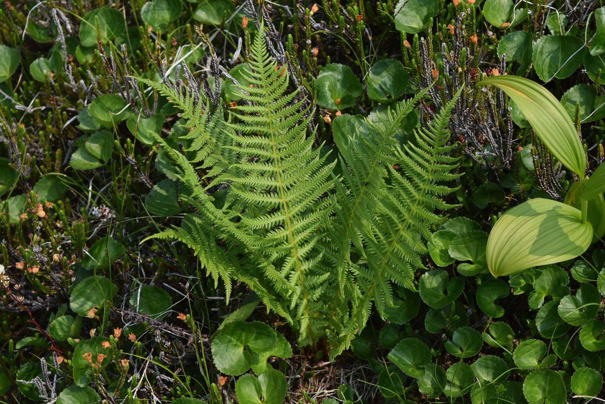 Image of Oreopteris quelpartensis (Christ) Holub