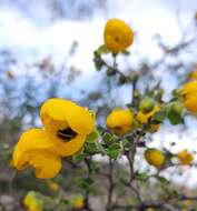 Image of Senna unijuga (Rose) H. S. Irwin & Barneby