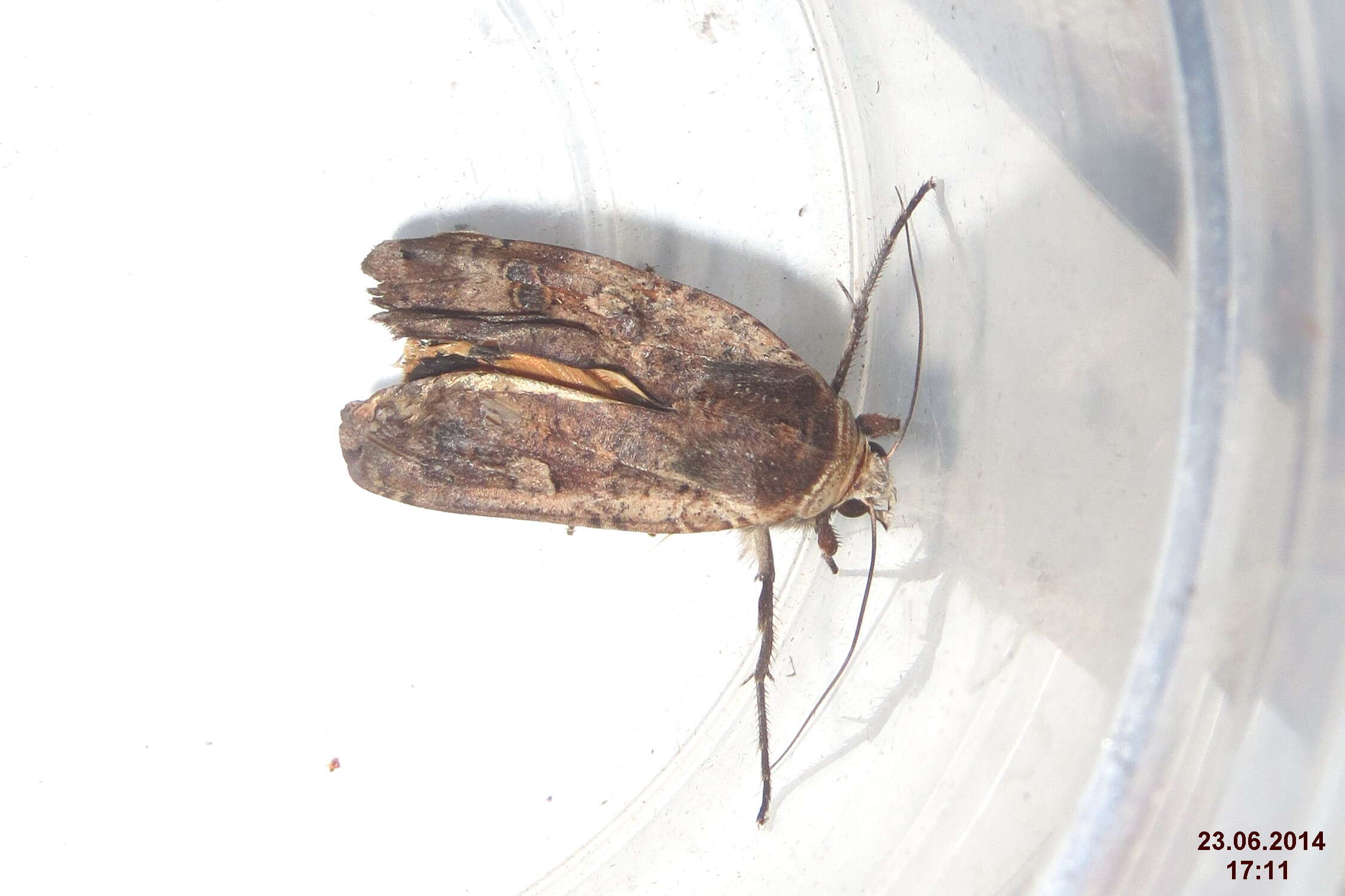 Image of Large Yellow Underwing