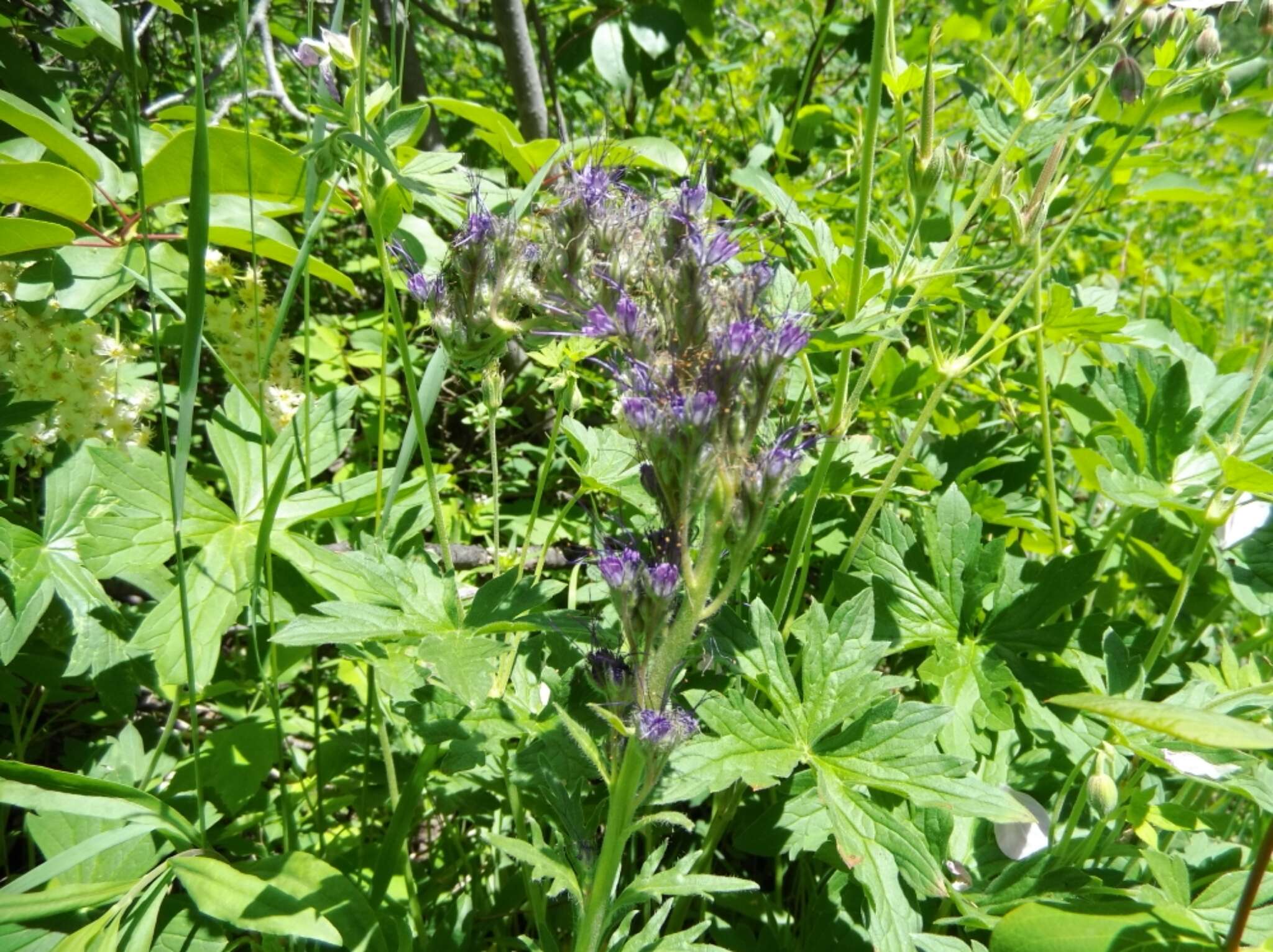 صورة Phacelia sericea subsp. ciliosa (Rydb.) G. W. Gillett