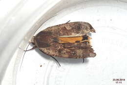 Image of Large Yellow Underwing