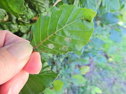 Image of <i>Aceria nervisequa</i> (G. Canestrini 1891)