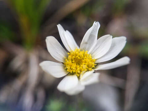 Arctanthemum integrifolium (Richards.) Tzvel. resmi