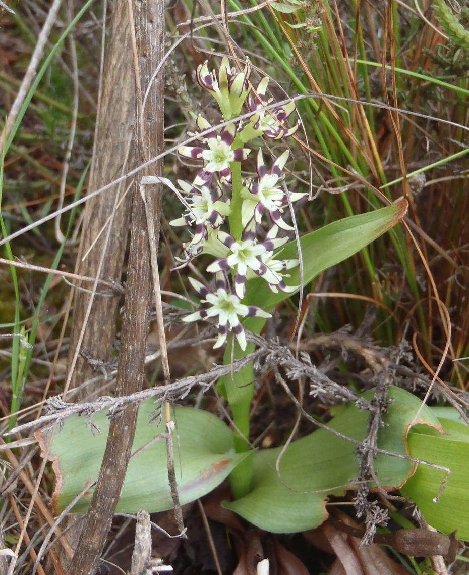 Image of Wurmbea variabilis B. Nord.