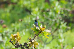 Image of Red-tufted Sunbird