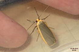 Image of common footman