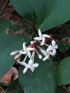 Image of Ixora philippinensis Merr.