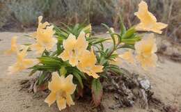 Image of southern bush monkeyflower