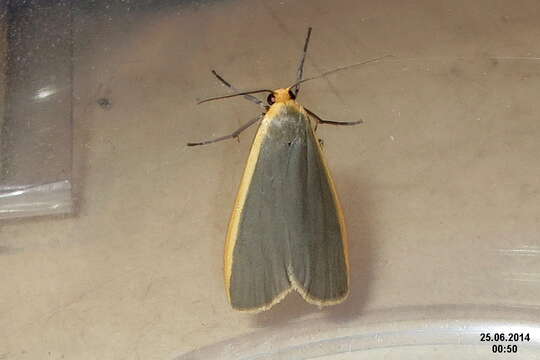 Image of common footman