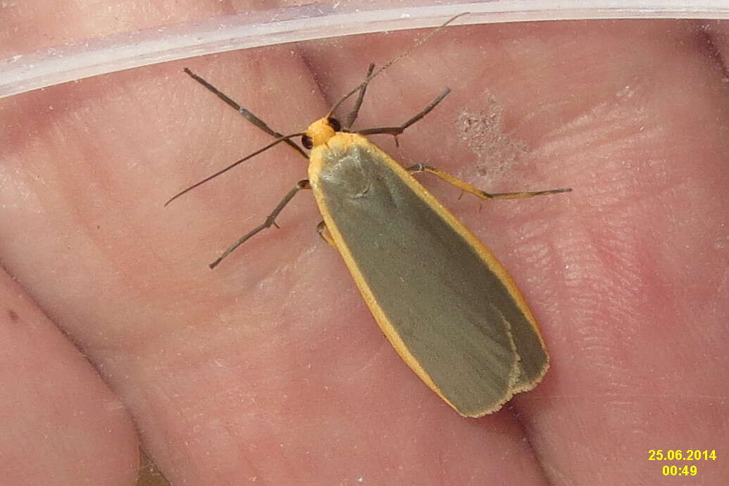 Image of common footman