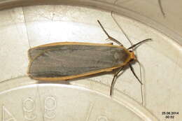 Image of common footman