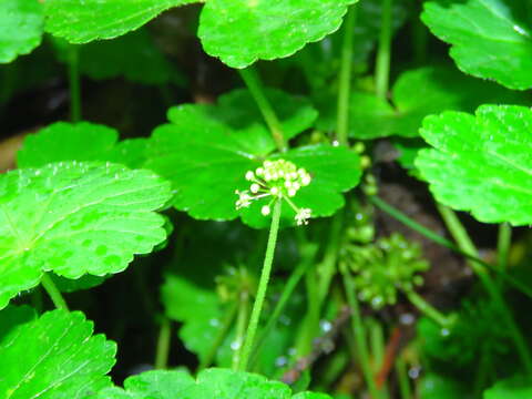 Image of Hydrocotyle mexicana Cham. & Schltdl.