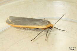 Image of common footman