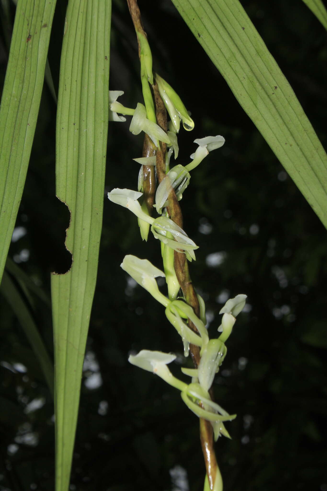 Image of Epidendrum hymenodes Lindl.