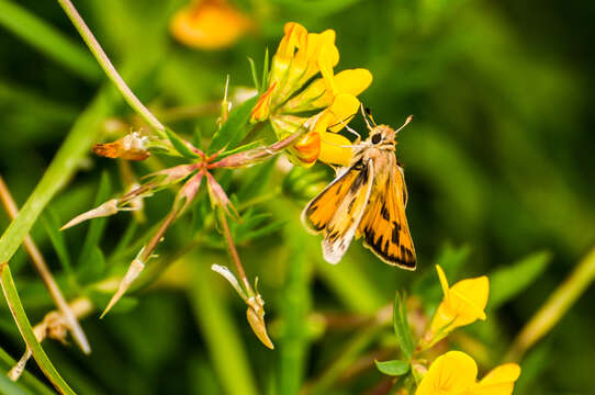 Image of Hylephila fasciolata Blanchard 1852