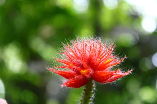 Image of Gurania eriantha (Poepp. & Endl.) Cogn.