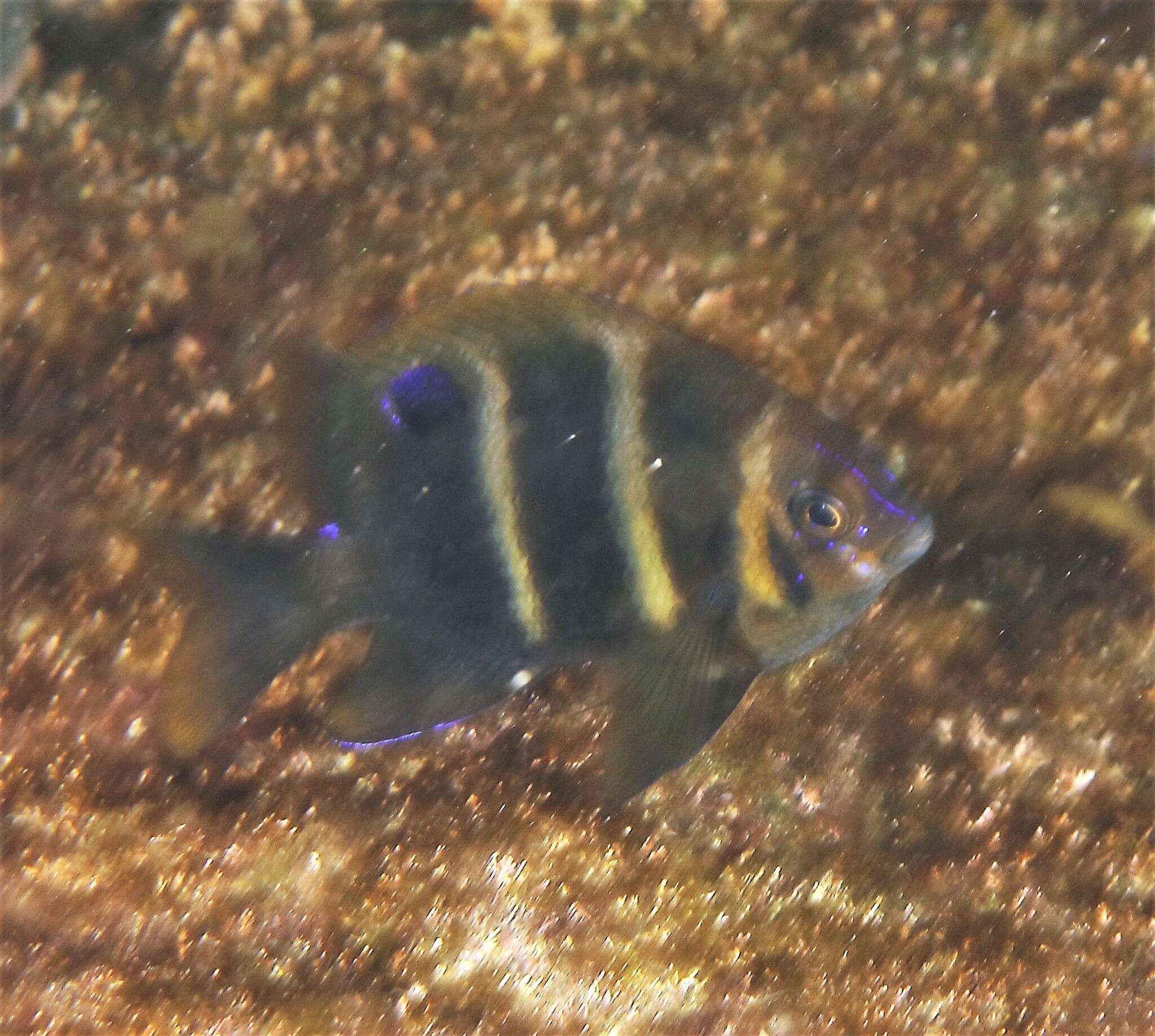 Image of Banded parma