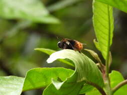 Plancia ëd Xylocopa bomboides Smith 1879