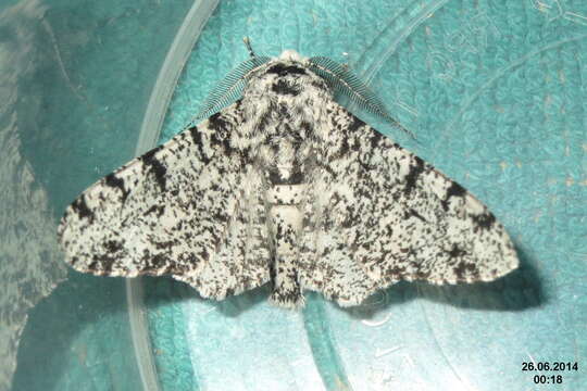 Image of peppered moth