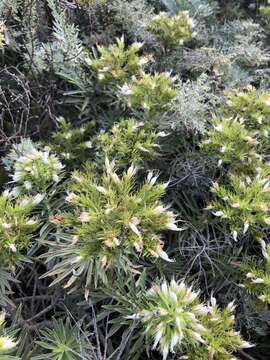 Plancia ëd Echium aculeatum Poir.