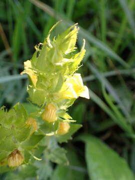 Image of Alectra sessiliflora var. sessiliflora