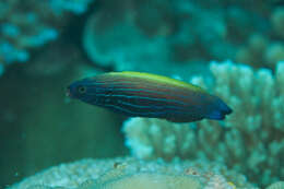 Image of Blacklobe wrasse