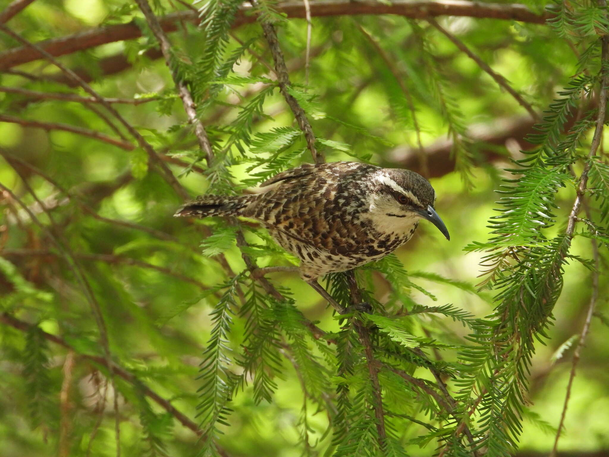 Image of Boucard's Wren