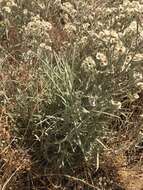 Image of Wright's cudweed