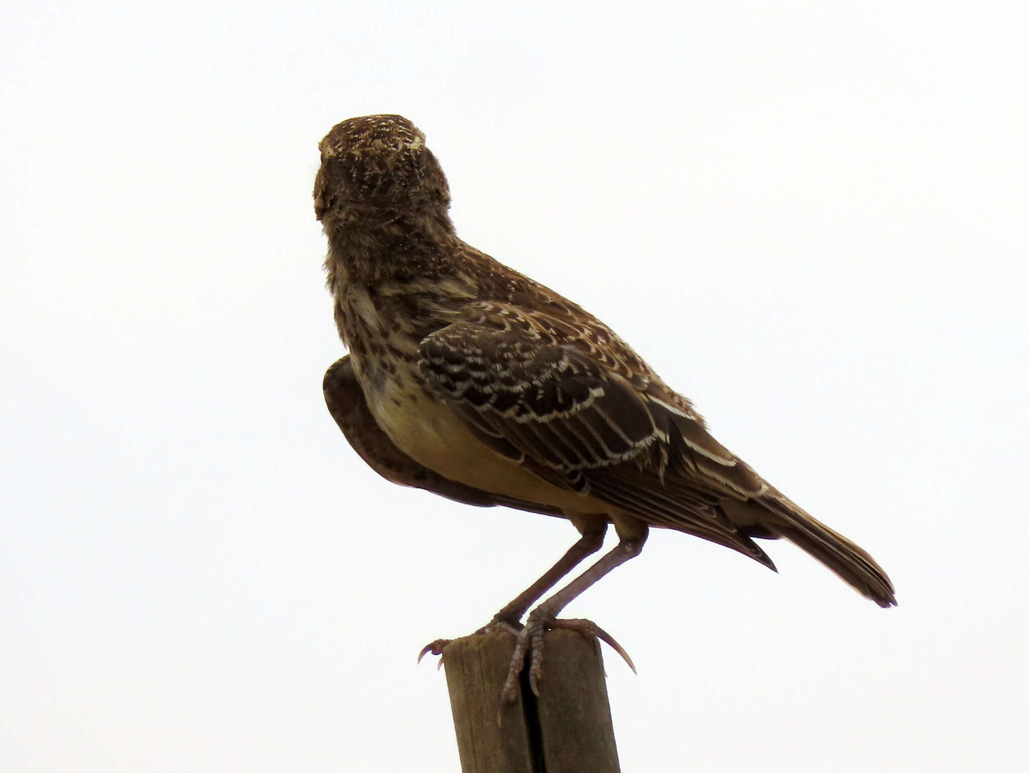 Image of Galerida magnirostris magnirostris (Stephens 1826)